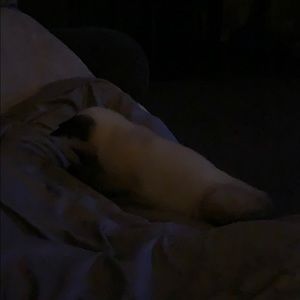 Meet your Posher, Jenny